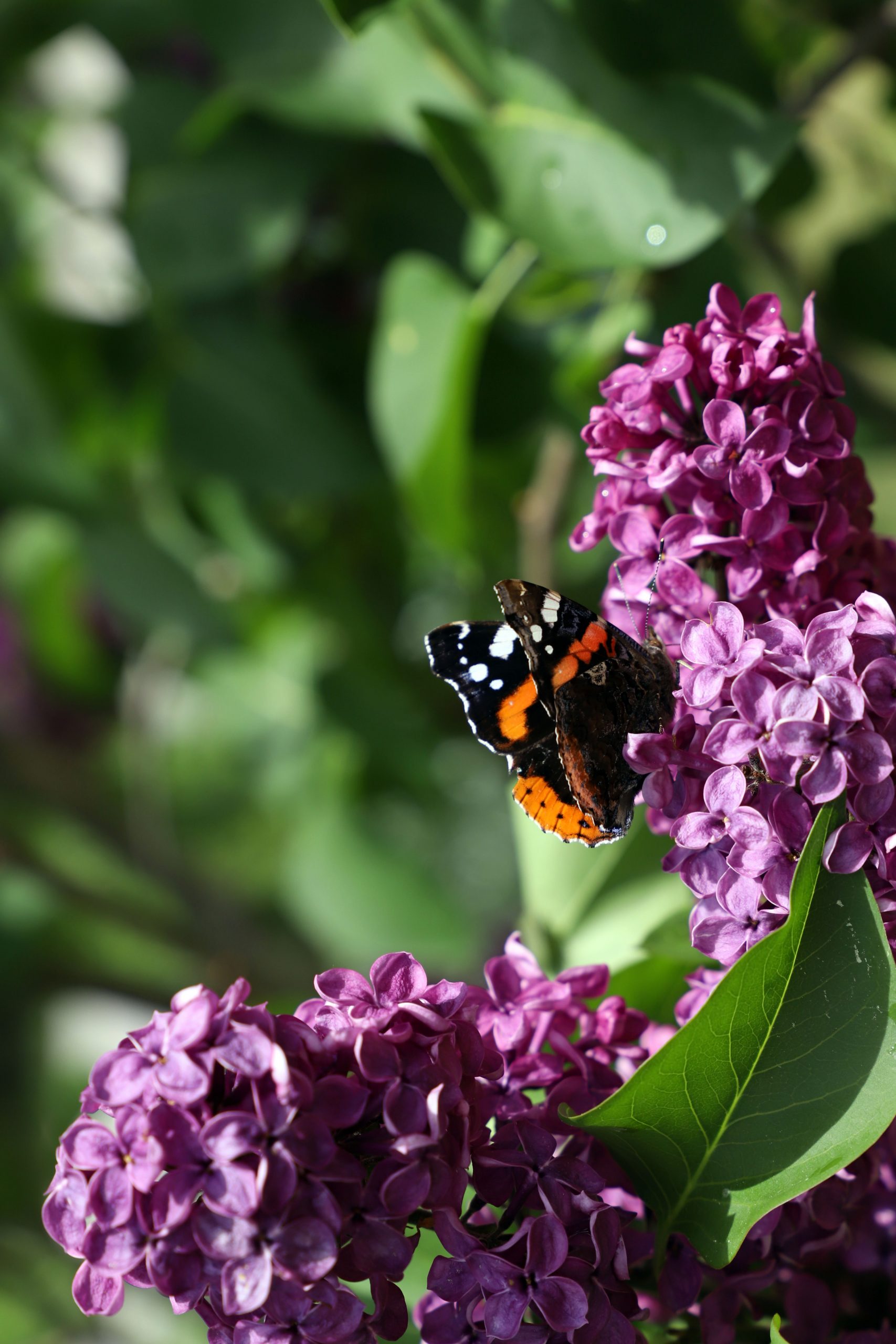 Ko se med in mleko skisata