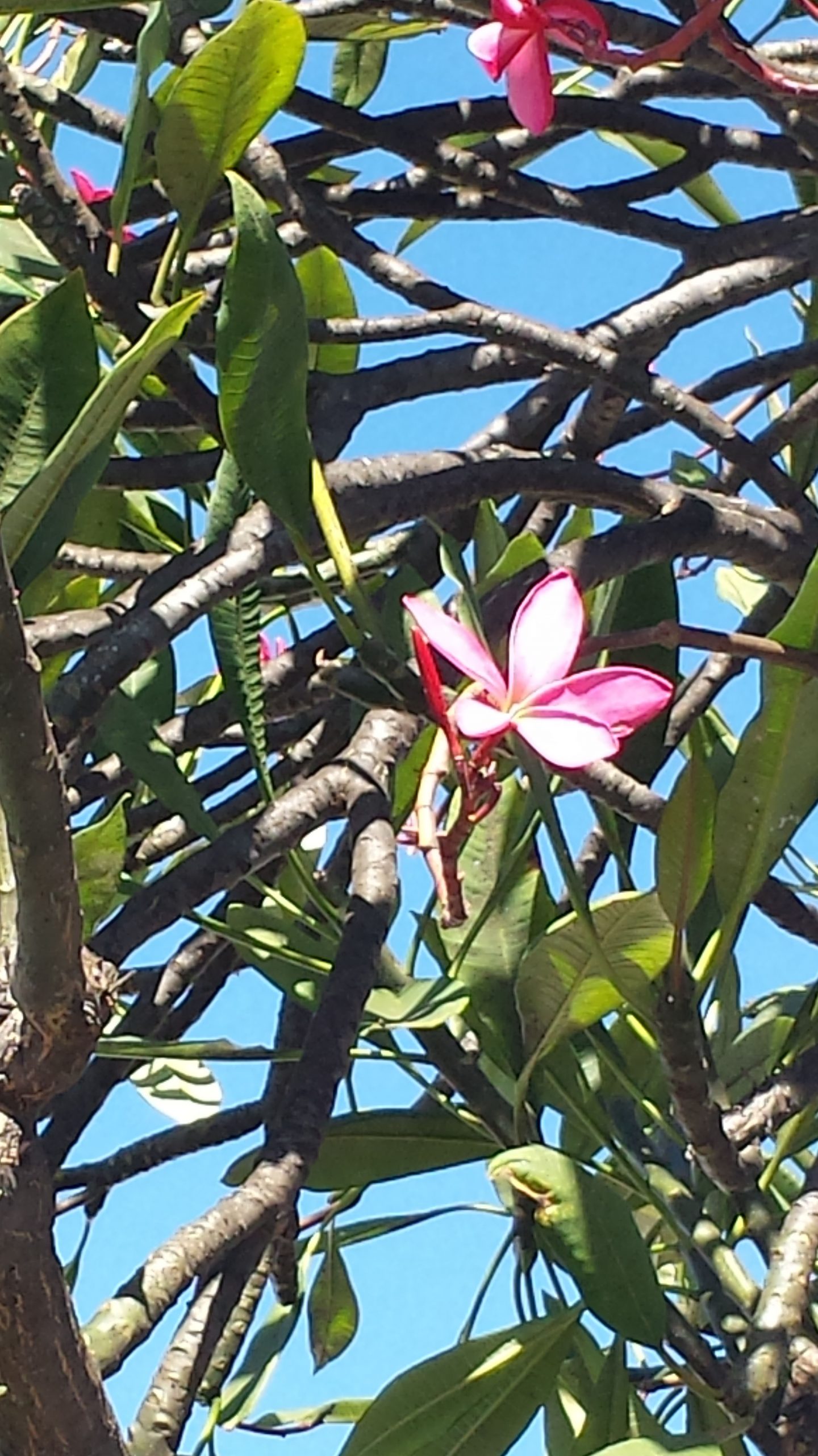 Jaz – Vrhovni Poveljnik Svoje Energije