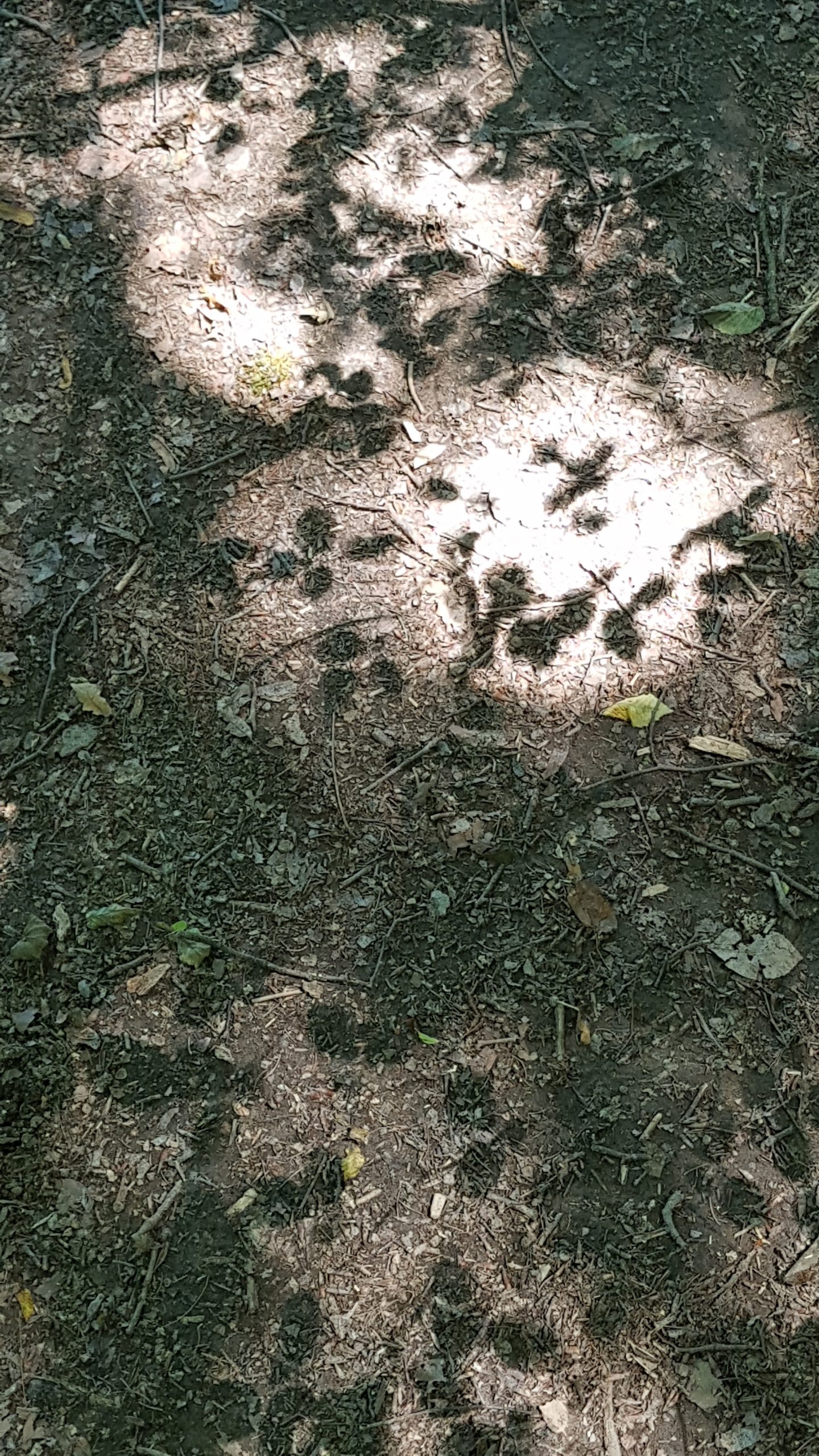 Človeštvo v kocki sladkorja